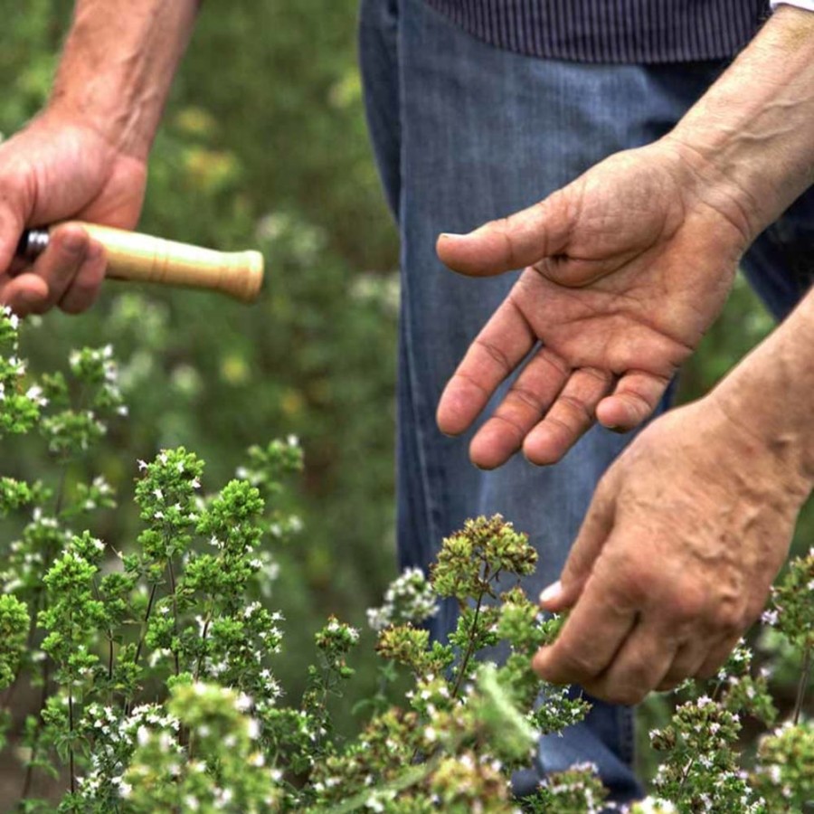 Pantry Agricola Filippone | Organic Sicilian Oregano